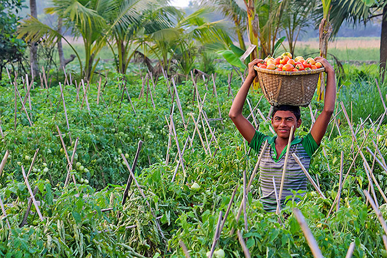 Fruit from Bangladesh