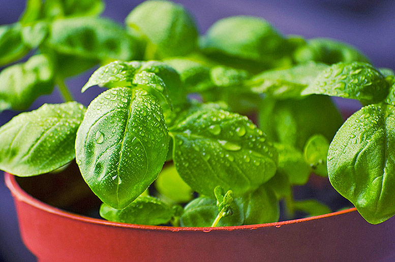 Basil