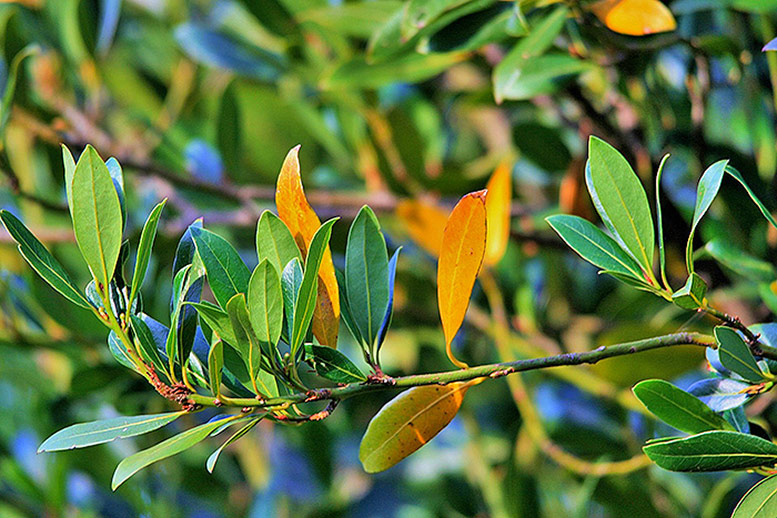 Bay Leaves