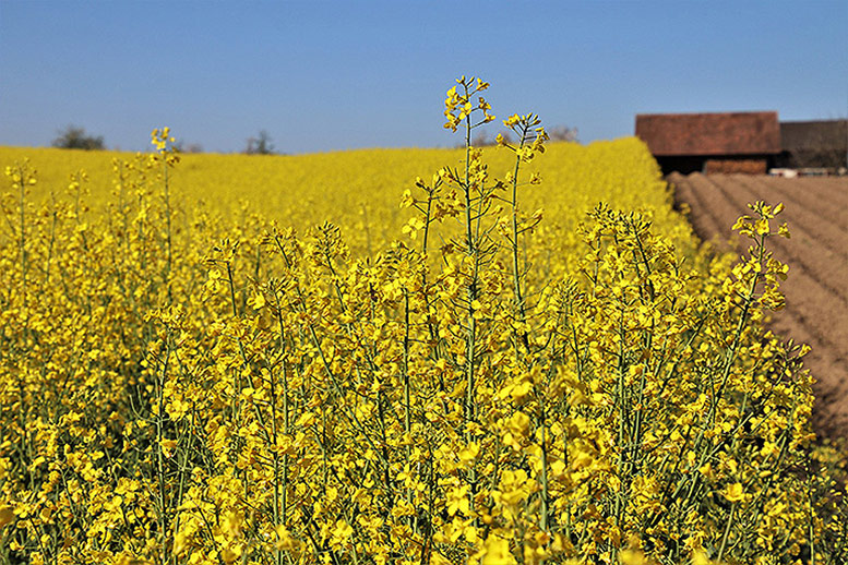Canola oil