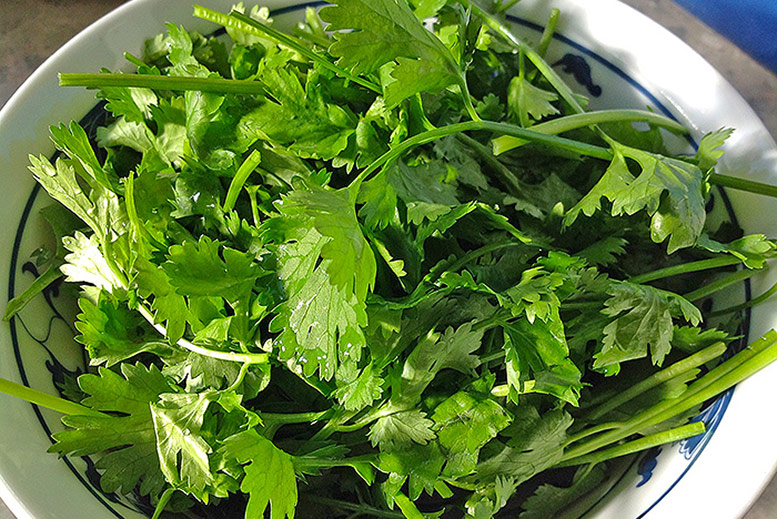 Coriander
