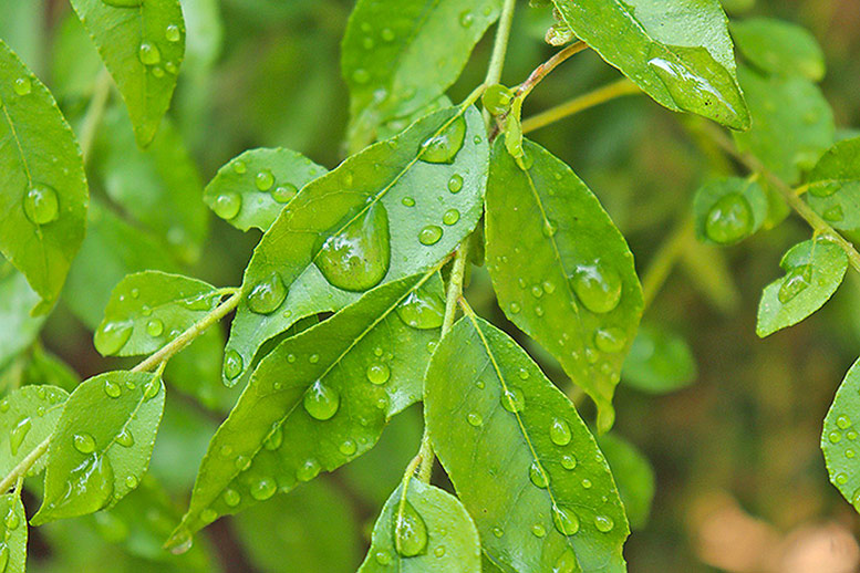 Curry Leaves