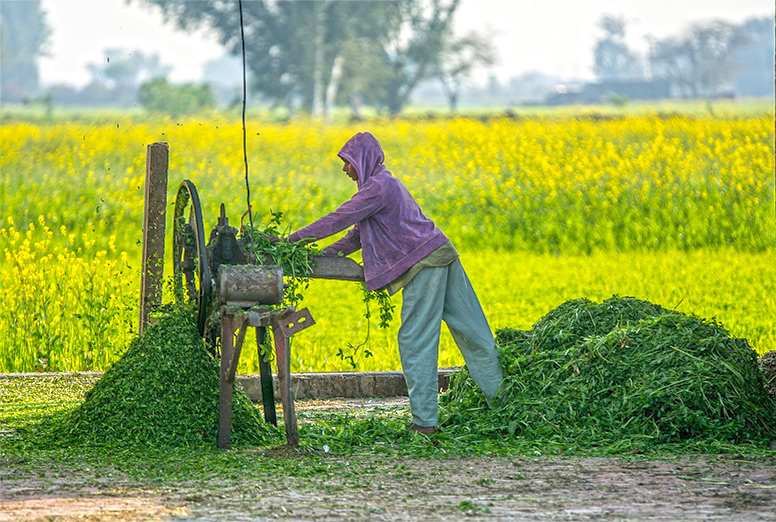 Cutting Crops in Pakistan