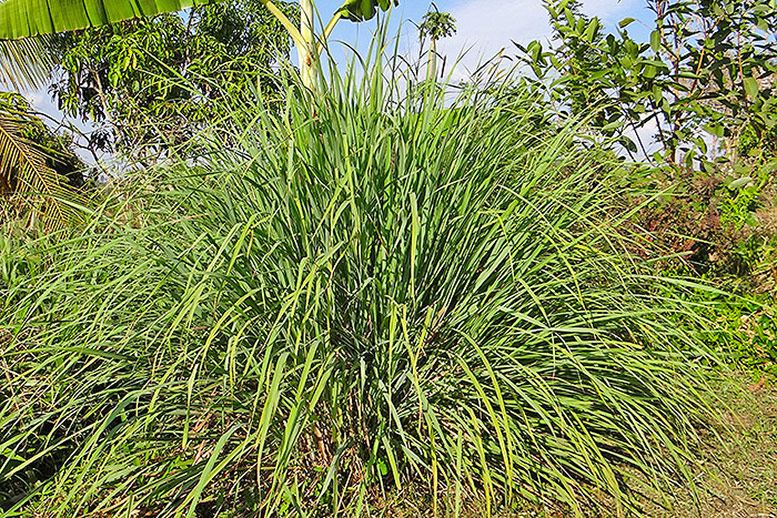 Lemongrass