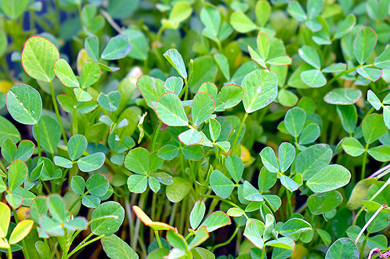 Fenugreek 
