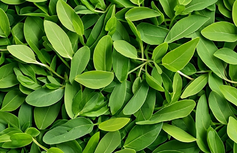 fresh fenugreek leaves