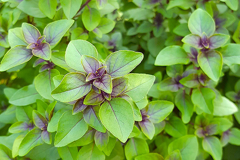 Holy Basil - Tulsi