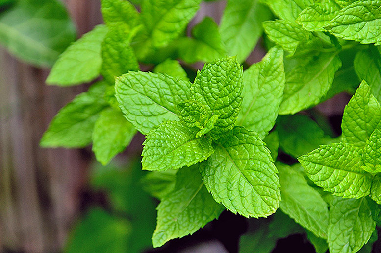 Mint