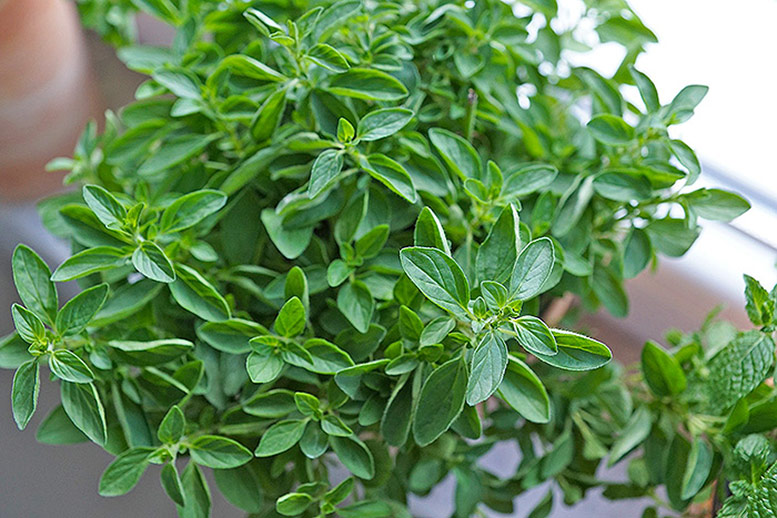 Oregano