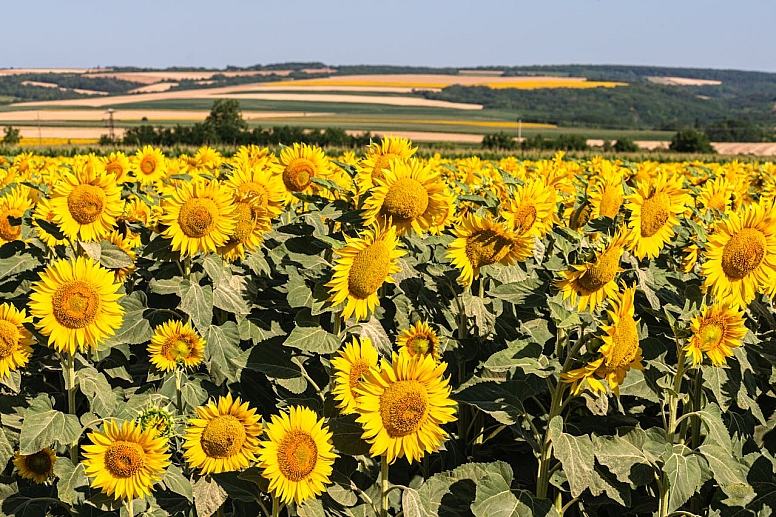 regenerative farms