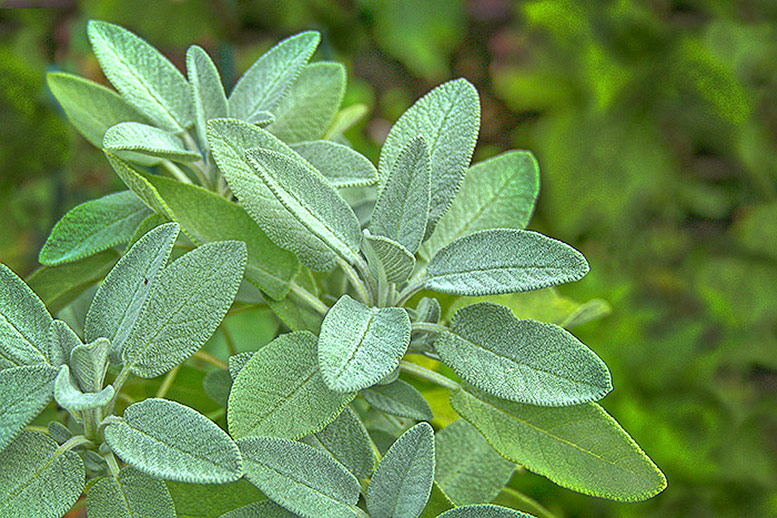 Sage
