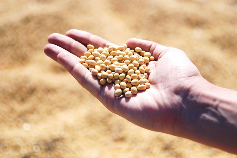 Soy Production
