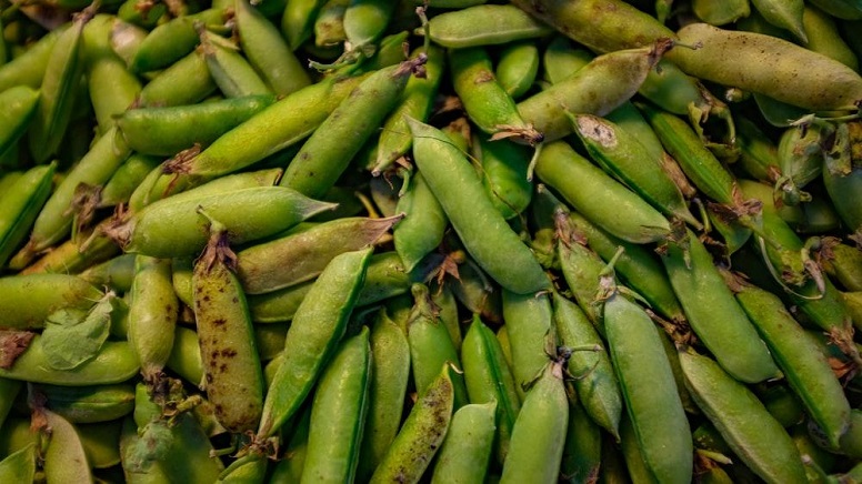 Soybeans are cholesterol-free