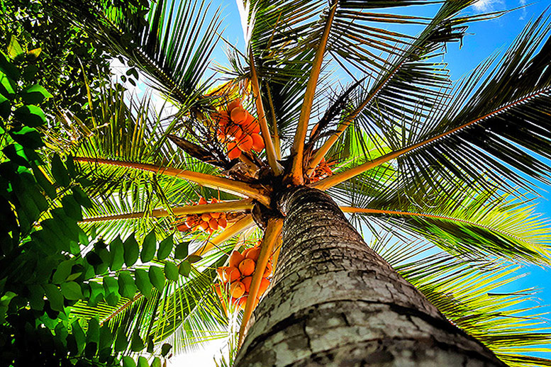Palm trees