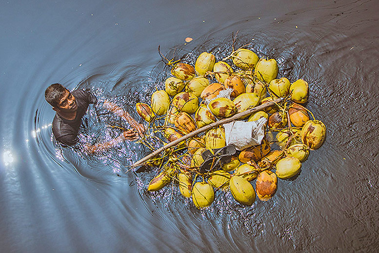 Jackfruit 