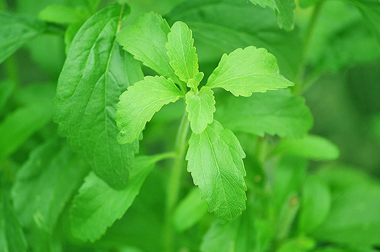 Stevia