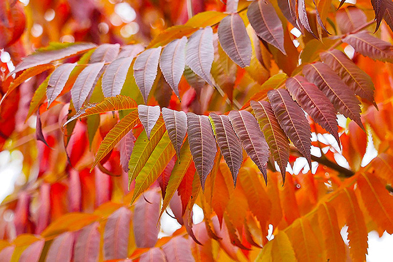 Sumac tree leaves