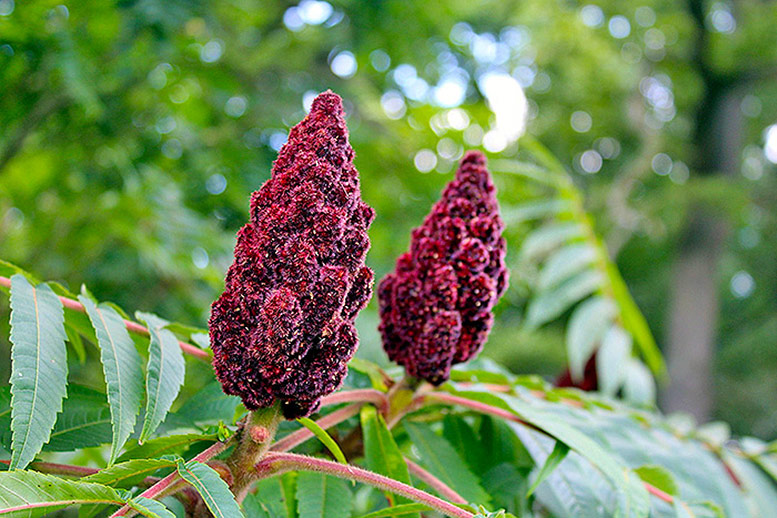 All You Need To Know About Sumac