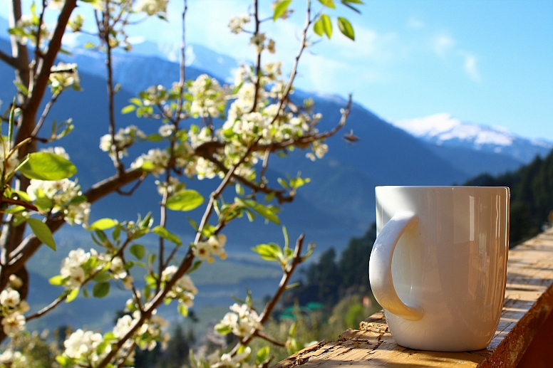 tea himalayas