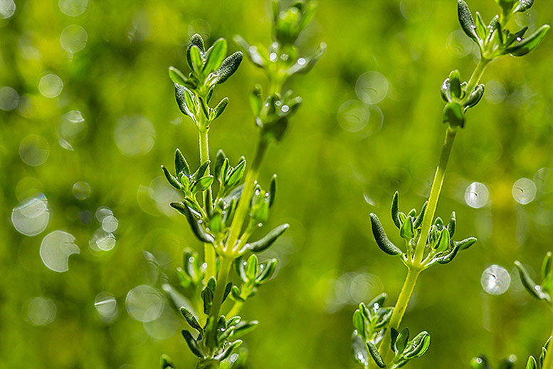Thyme