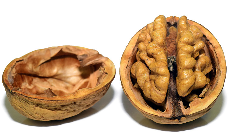 Walnuts look like brains