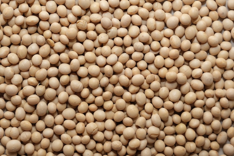 Soy Protein